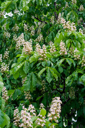 Foliage and flowers of chestnut tree or Aesculus hippocastanum. Horse-chestnut or Conker tree flowers and leaves. Spring blossoming chestnut treeの写真素材