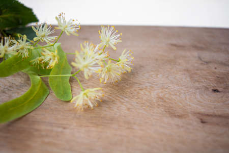 Yellow flowers of linden tree, fragrant medicine herbal and healthcare tea ingredientの写真素材