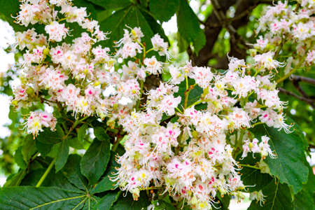 Foliage and flowers of chestnut tree or Aesculus hippocastanum. Horse-chestnut or Conker tree flowers and leaves. Spring blossoming chestnut treeの写真素材