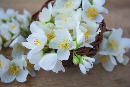 White jasmine flowers, traditional chinese green tea ingredient, aromatherapy flavor on wooden background. Wedding invitation card. Space for textの写真素材