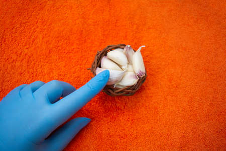 Hand in blue latex medical glove with Cloves of raw Garlic in wooden small bowl. Spices for cooking - garlicの写真素材