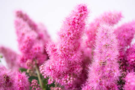 Pink Spirea flowers on bush. Spiraea flowers decorative gardening and forestry management. Blooming plant of Pink Spireaの写真素材