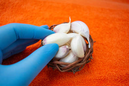 Hand in blue latex medical glove with Cloves of raw Garlic in wooden small bowl. Spices for cooking - garlicの写真素材