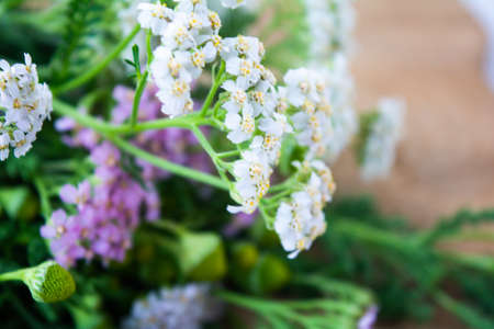 Meadow medical herbs - Chamomile and Achillea closeup view. Alternative medicine herbal grassの写真素材