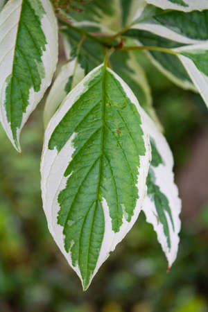 Watercolor green and white leaf of Cornus Alba. Decorative single leaf of garden plant called red barked, white silver or Siberian dogwoodの写真素材