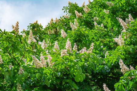 Foliage and flowers of chestnut tree or Aesculus hippocastanum on blue sky with white clouds. Spring blossoming Horse-chestnut or Conker treeの写真素材