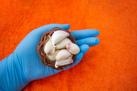 Hand in blue latex medical glove with Cloves of raw Garlic in wooden small bowl. Spices for cooking - garlicの写真素材
