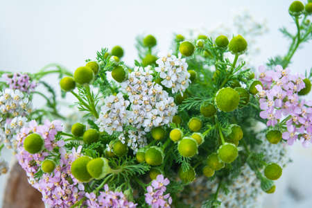 Meadow medical herbs - Chamomile and Achillea closeup view. Alternative medicine herbal grassの写真素材
