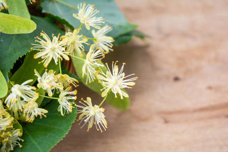 Yellow flowers of linden tree, fragrant medicine herbal and healthcare tea ingredientの写真素材