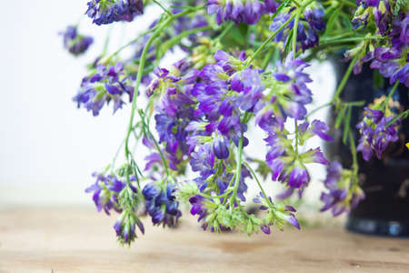 Vicia cracca or tufted vetch, bird or blue vetch and boreal vetch on wooden background. Shallow dof. Alternative medicine herbalの写真素材