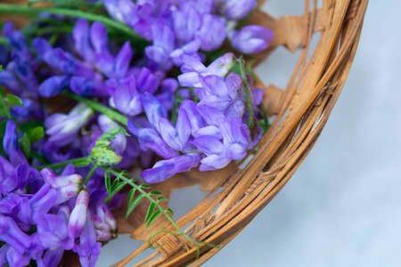 Vicia cracca or tufted vetch, bird or blue vetch and boreal vetch in straw woven bowl. Shallow dof. Alternative medicine herbalの写真素材