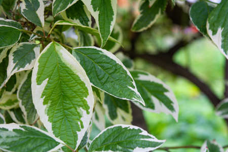 Cornus Alba foliage with watercolor green and white leaves. Decorative garden plant called red barked, white silver or Siberian dogwoodの写真素材
