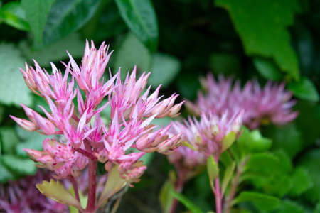 Blossom Sedum Prominent, Sedum Spectabile. Ornamental garden plants - pink Sedum Spectabile in flowering period. Pink flowers of Sedum Spectabileの写真素材