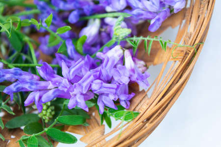 Vicia cracca or tufted vetch, bird or blue vetch and boreal vetch in straw woven bowl. Shallow dof. Alternative medicine herbalの写真素材