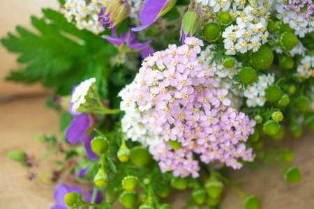 Meadow medical herbs - Chamomile, Achillea and Geranium closeup view. Alternative medicine herbal grassの写真素材