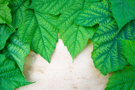 Background of fresh green leaves of black currant. Foliage of black currant bush closeup top viewの写真素材