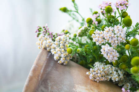 Meadow medical herbs - Chamomile and Achillea closeup view. Alternative medicine herbal grassの写真素材