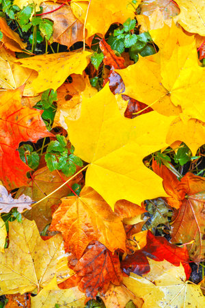 Autumn multicolored maple leaves lie on green grass. Autumn mood school time concept