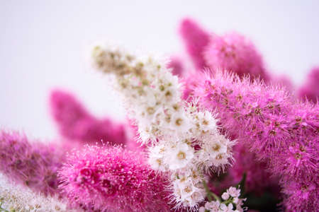 Pink Spirea flowers on bush. Spiraea flowers decorative gardening and forestry management. Blooming plant of Pink Spireaの写真素材