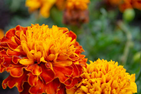 Beautiful orange marigold flower, Tagetes erecta in summer garden. Macrophoto of orange flowers on green blurred background, selective focusの写真素材
