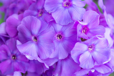 Purple flame flowers of phlox. Close up of flowering garden phlox, perennial or summer phlox in garden on sunny dayの写真素材