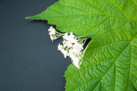 Fresh green leaf of black currant and yarrow herbal flowers as alternative medicine conceptの写真素材