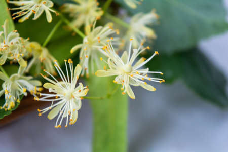 Yellow flowers of linden tree, fragrant medicine herbal and healthcare tea ingredientの写真素材