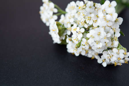 Fresh common yarrow or Achillea millefolium flowers isolated on black background. Alternative medicine herbalの写真素材