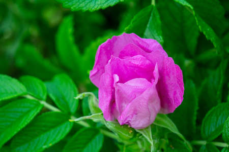 Closeup of pink Dogrose or Briar flower with soft focus. Blossom rose hips - delicately flavored Eurasian wild rose is magic symbol of Venus and loveの写真素材