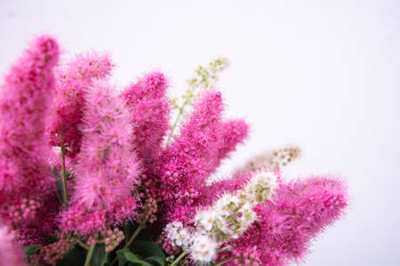 Pink Spirea flowers on bush. Spiraea flowers decorative gardening and forestry management. Blooming plant of Pink Spireaの写真素材