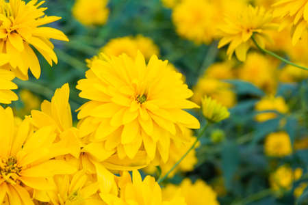 Bright yellow perennial Golden Glow, Rudbeckia laciniata double-flowered plant. Rudbeckia laciniata yellow flowers in garden closeupの写真素材