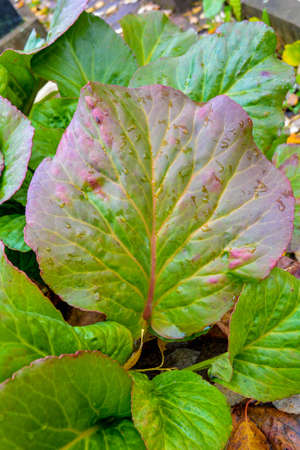 Big Green leaf with rain water drops. Big grass foliage in rain forest. Summer plant backgroundの写真素材