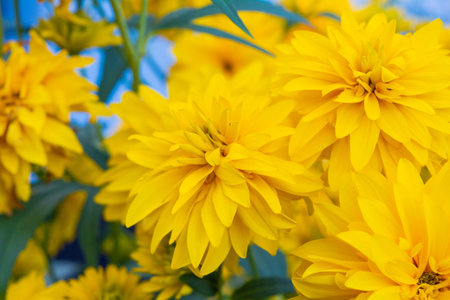 Bright yellow perennial Golden Glow, Rudbeckia laciniata double-flowered plant. Rudbeckia laciniata...