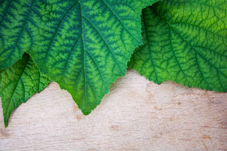 Background of fresh green leaves of black currant. Foliage of black currant bush closeup top viewの写真素材
