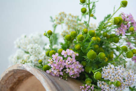 Meadow medical herbs - Chamomile and Achillea closeup view. Alternative medicine herbal grassの写真素材