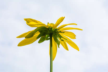 Beautiful yellow flower of Jerusalem artichoke, root - source of inulin, is used as medicinal herb to treat illnessの写真素材