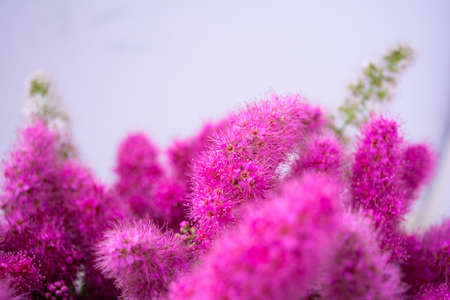 Pink Spirea flowers on bush. Spiraea flowers decorative gardening and forestry management. Blooming plant of Pink Spireaの写真素材