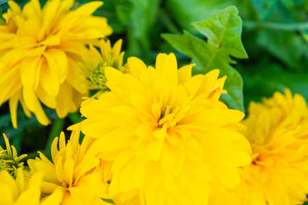 Bright yellow perennial Golden Glow, Rudbeckia laciniata double-flowered plant. Rudbeckia laciniata yellow flowers in garden closeupの写真素材