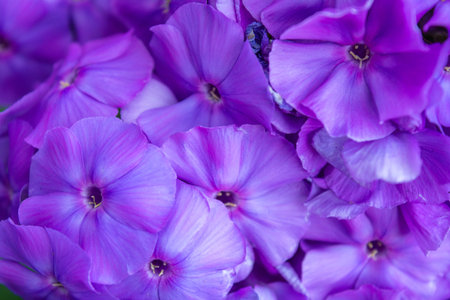 Purple flame flowers of phlox. Close up of flowering garden phlox, perennial or summer phlox in...