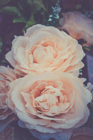 Beautiful blooming pale pink rose flowers. Vintage toned photo postcard with romantic mood pale rosesの写真素材
