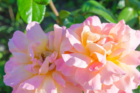 Yellow and pink rose flower. Close-up photo of garden flower with shallow depth of fieldの写真素材