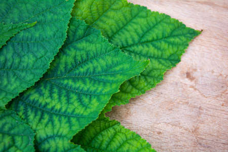Background of fresh green leaves of black currant. Foliage of black currant bush closeup top viewの写真素材