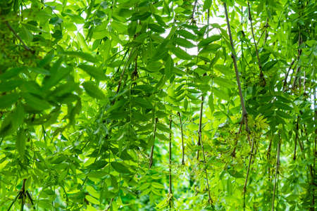 Branches of a tree with green leaves hang down like a natural awning. Hanging tree branches in summerの写真素材