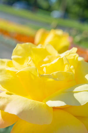 Yellow and pink rose flower. Close-up photo of garden flower with shallow depth of fieldの写真素材