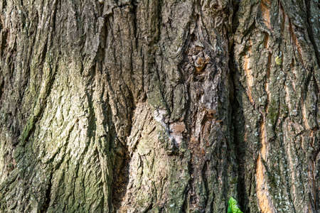 Texture of bark of ancient mighty oak tree trunk with moss and lichen. Old tree bark backgroundの写真素材