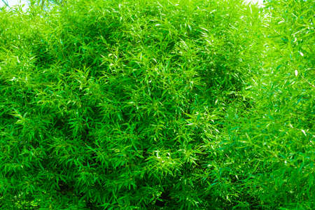 Willow tree branches with young green leaves as nature background. Salix fragilis foliage wallの写真素材