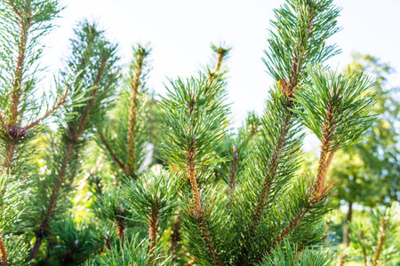 Detail of fresh spruce tree branches with young green needles and cones. Closeup of fir tree young...