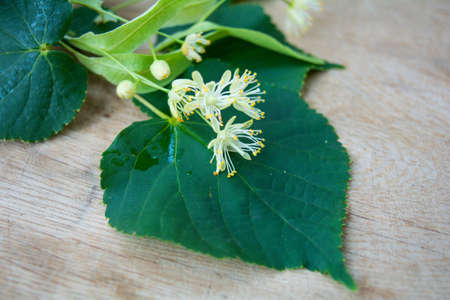 Yellow flowers of linden tree, fragrant medicine herbal and healthcare tea ingredientの写真素材