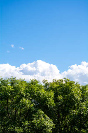 Frame of top of green big tree and beautiful blue sky, white fluffy clouds on horizon in background with copy space. Outdoor natural parkの写真素材