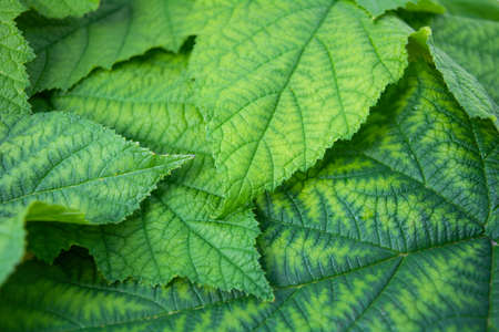 Background of fresh green leaves of black currant. Foliage of black currant bush closeup top viewの写真素材